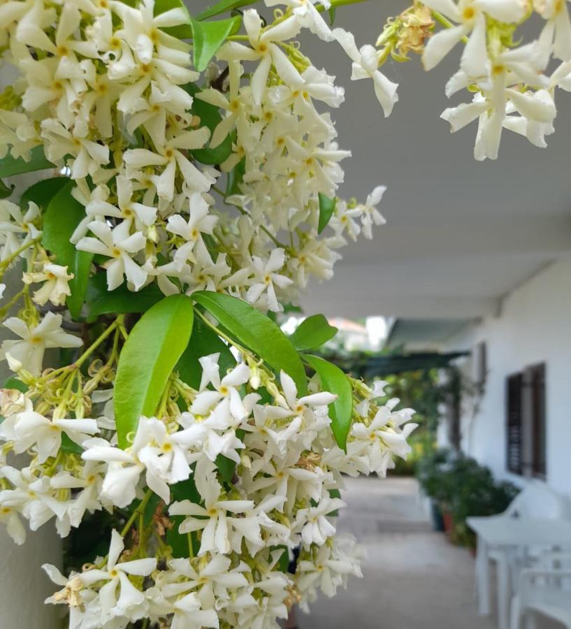 Apartments Marina Bečići المظهر الخارجي الصورة